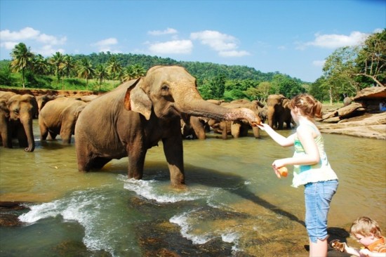 Orfelinatul de elefanți de la Pinnawela (Sri Lanka) sursa foto: http://www.youexif.com/photo/2028