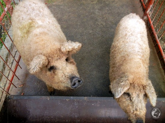 Dincolo de pârâu îngrijitorii pensiunii au mangalițe - o rasă de porci cu părul creț, obținută din încrucișarea unor rase ungurești cu mistrețul.